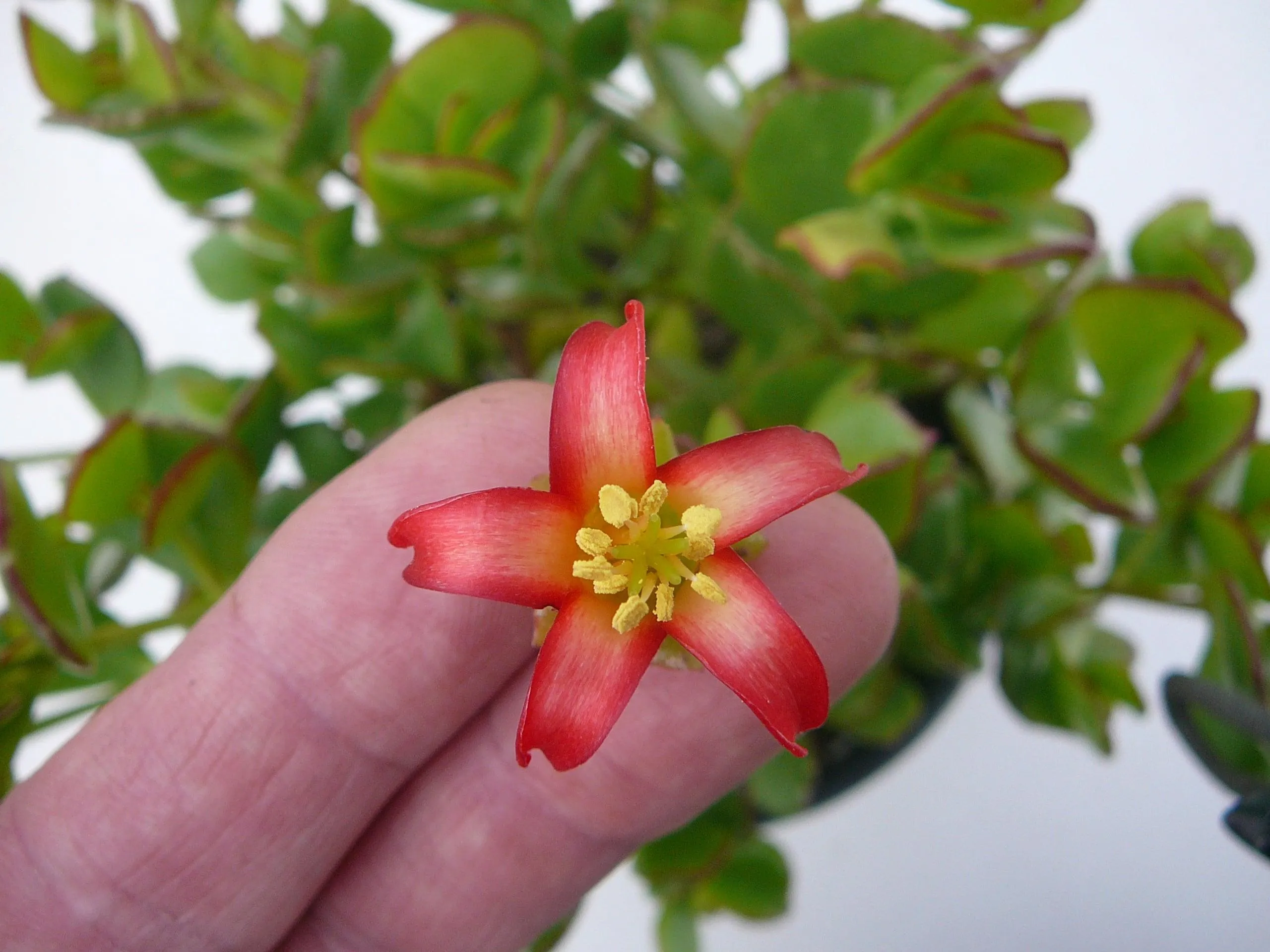 Cotyledon Woodii - Cutting